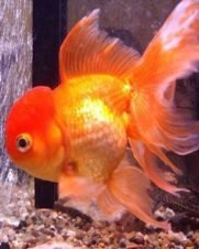 Kinguio Oranda 6-9cm