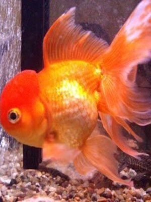 Kinguio Oranda 6-9cm