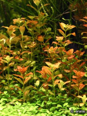 Bacopa Red