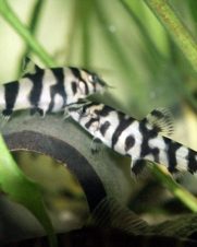 Botia Lohachata (YOYO) 4-5cm
