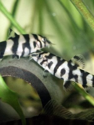 Botia Lohachata (YOYO) 4-5cm