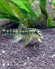 Mocinha 3-6cm Mocinha 3-6cm