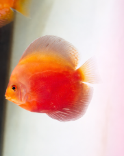 Acara Disco StarDust 6-9cm Acara Disco StarDust 6-9cm