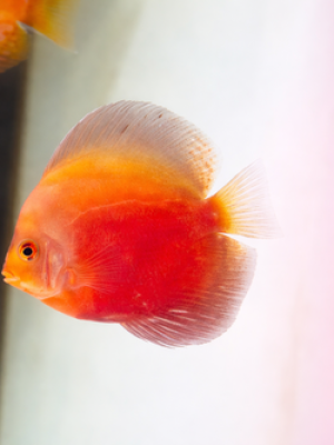 Acara Disco StarDust 6-9cm