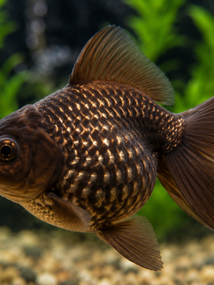 Kinguio Oranda Chocolate 6-9cm