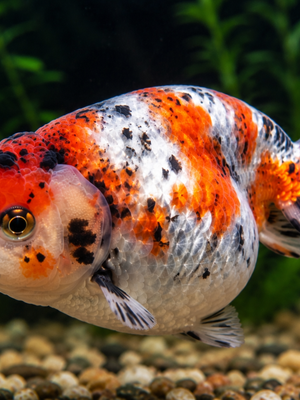 Kinguio Ranchu Calico 6-9cm