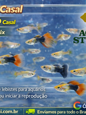 Lebiste Casal 2-4cm
