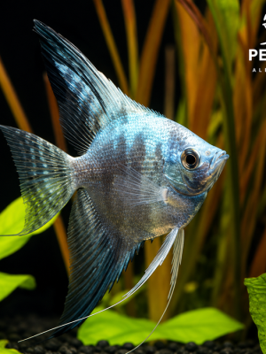 Acara Bandeira Azul Leopardo 3-4cm