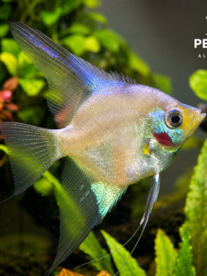 Acara Bandeira Blue Paraiba