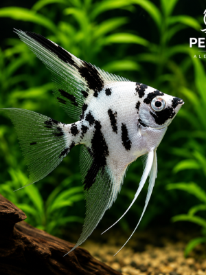 Acara Bandeira Dalmata 3-4cm