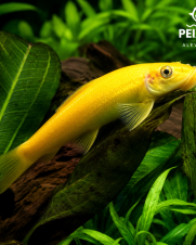 Algae Eater Gold 3-6cm