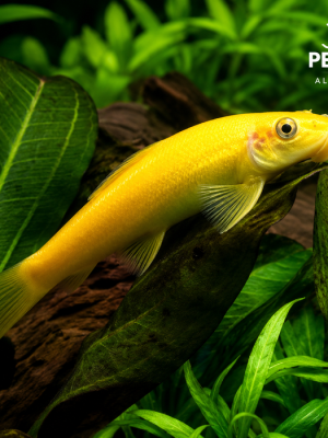 Algae Eater Gold 3-6cm