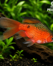 Barbo Conchônio Véu 2-4cm