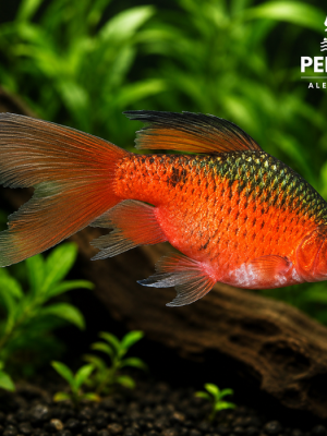 Barbo Conchônio Véu 2-4cm