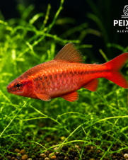Barbo Titeia 2-3cm