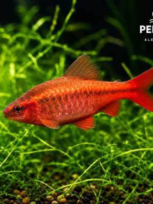 Barbo Titeia 2-3cm