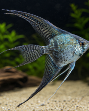 Acara Bandeira Azul Leopardo Véu 3-4cm