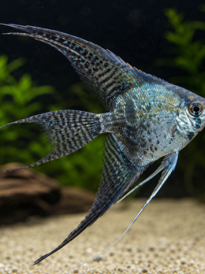 Acara Bandeira Azul Leopardo Véu 3-4cm