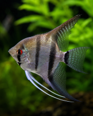 Acara Bandeira Comum 3-4cm