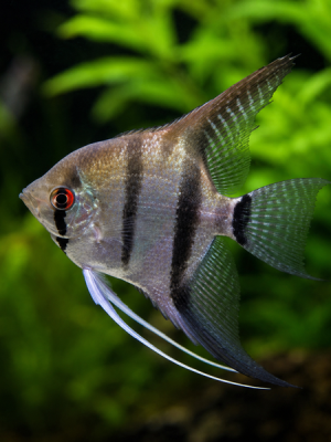 Acara Bandeira Comum 3-4cm