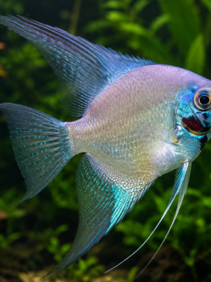 Acara Bandeira Blue Paraiba 3-4cm