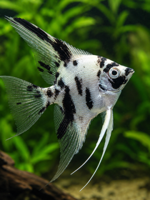 Acara Bandeira Dalmata 3-4cm