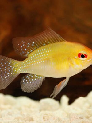 Ramirezi Gold 2-4cm
