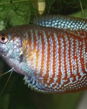 Colisa Lalia 2-4cm Colisa Lalia 2-4cm