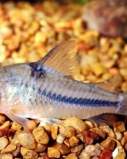 Corydora Nattereri 3-5cm