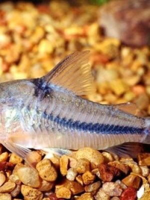 Corydora Nattereri 3-5cm