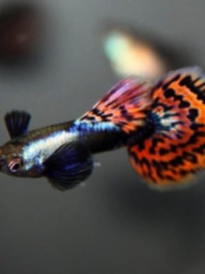 Lebiste Red Trailer Platino Dumbo Casal 2-4cm