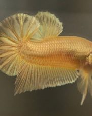 Betta Macho Super Gold Plakat 3-4cm Betta Macho Super Gold Plakat 3-4cm