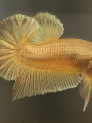 Betta Macho Super Gold Plakat 3-4cm