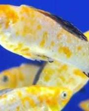 Molinesia Dalmata Red 2-4cm