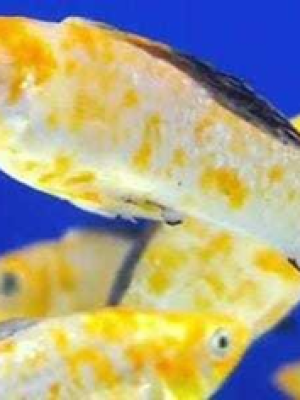 Molinesia Dalmata Red 2-4cm