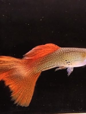 Lebiste Gold Red Lace Casal 2-4cm