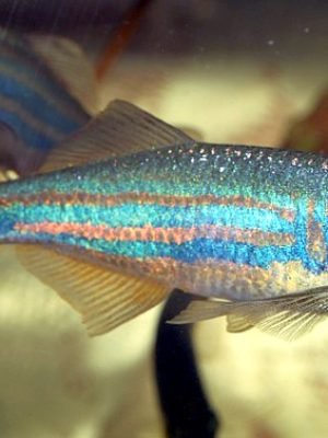 Danio Malabaricus 2-3cm