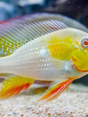 Acarichthys Heckelii Albino 3-6cm