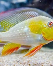 Acarichthys Heckelii Albino 3-6cm Acarichthys Heckelii Albino 3-6cm