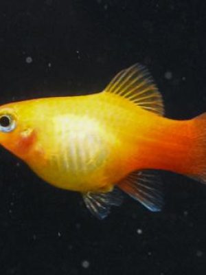 Plati Gold 2-4cm