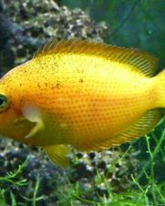 Mexerica 2-3cm Mexerica 2-3cm