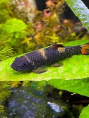 Garra Flavatra 2-4cm