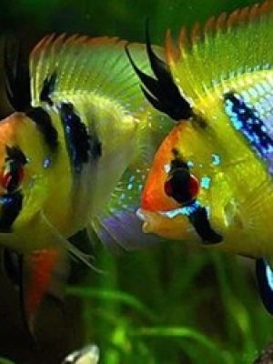 Ramirezi Comum Balão 2-4cm