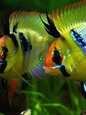 Ramirezi Comum Balão 2-4cm