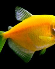 Tetra Monja Amarelo 2-3cm