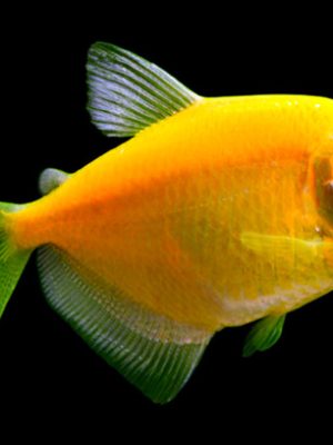 Tetra Monja Amarelo 2-3cm