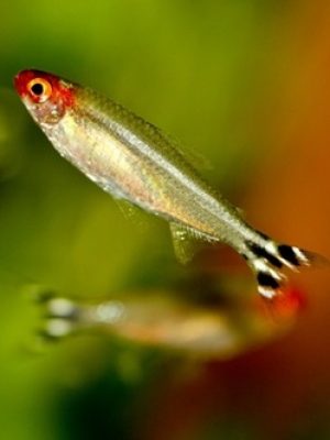 Rodostomus 2-3cm