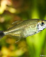 Tetra Ouro 1-3cm