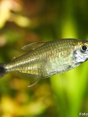 Tetra Ouro 1-3cm