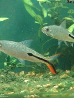 Cruzeiro do Sul 4-6cm